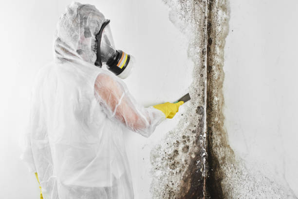 Best White Mold Remediation in Kenhorst, PA
